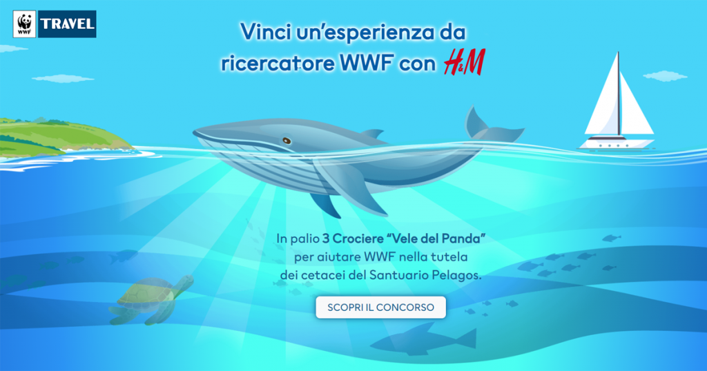 concorso wwf h&m crociere veliero cetacei