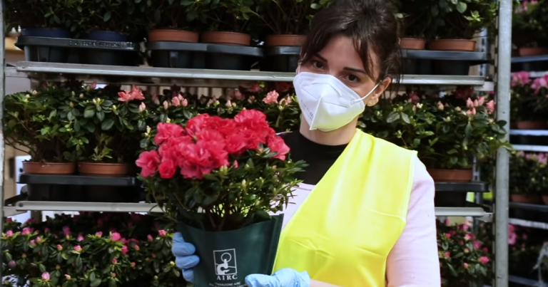 l-azalea-per-l-airc-sara-acquistabile-su-amazon-anche-quest-anno