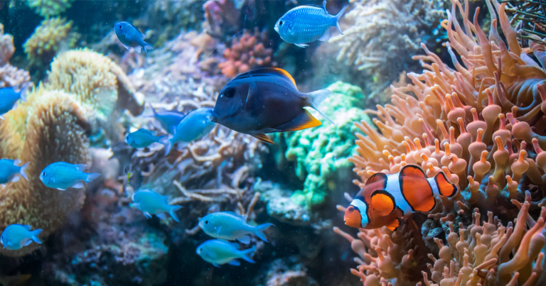 sharm el sheikh barriera corallina offerta hotel 5 stelle all inclusive